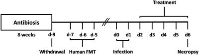 Oral treatment of human gut microbiota associated IL-10−/− mice suffering from acute campylobacteriosis with carvacrol, deferoxamine, deoxycholic acid, and 2-fucosyl-lactose